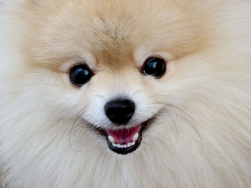 Le 10 razze di cani piccoli più famose del mondo Deabyday